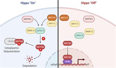 Using Biosensors to Study Protein–Protein Interaction in the Hippo Pathway